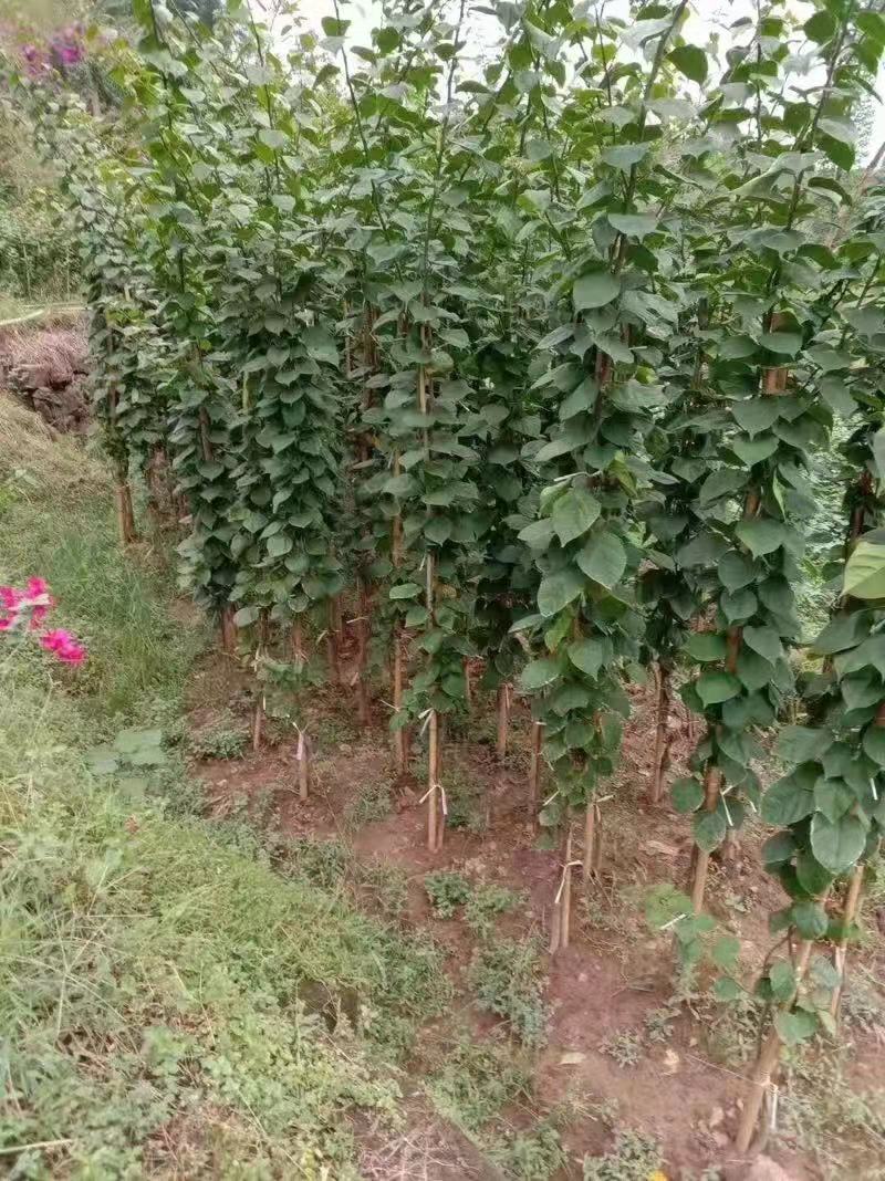 红色藤条三角梅