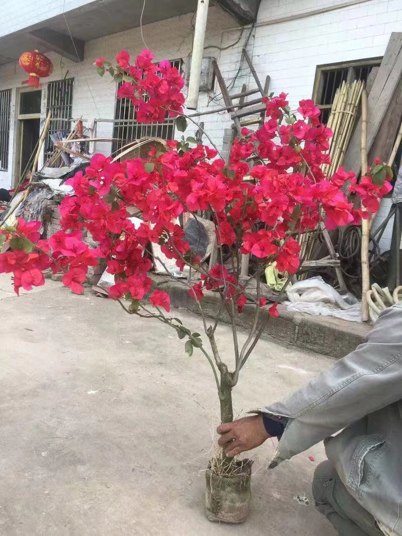 三角梅笼子