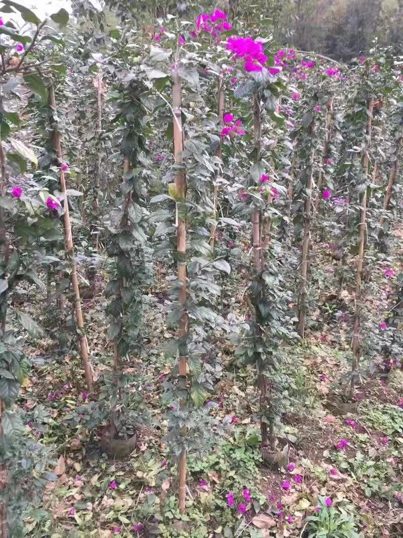 紫色藤条形三角梅