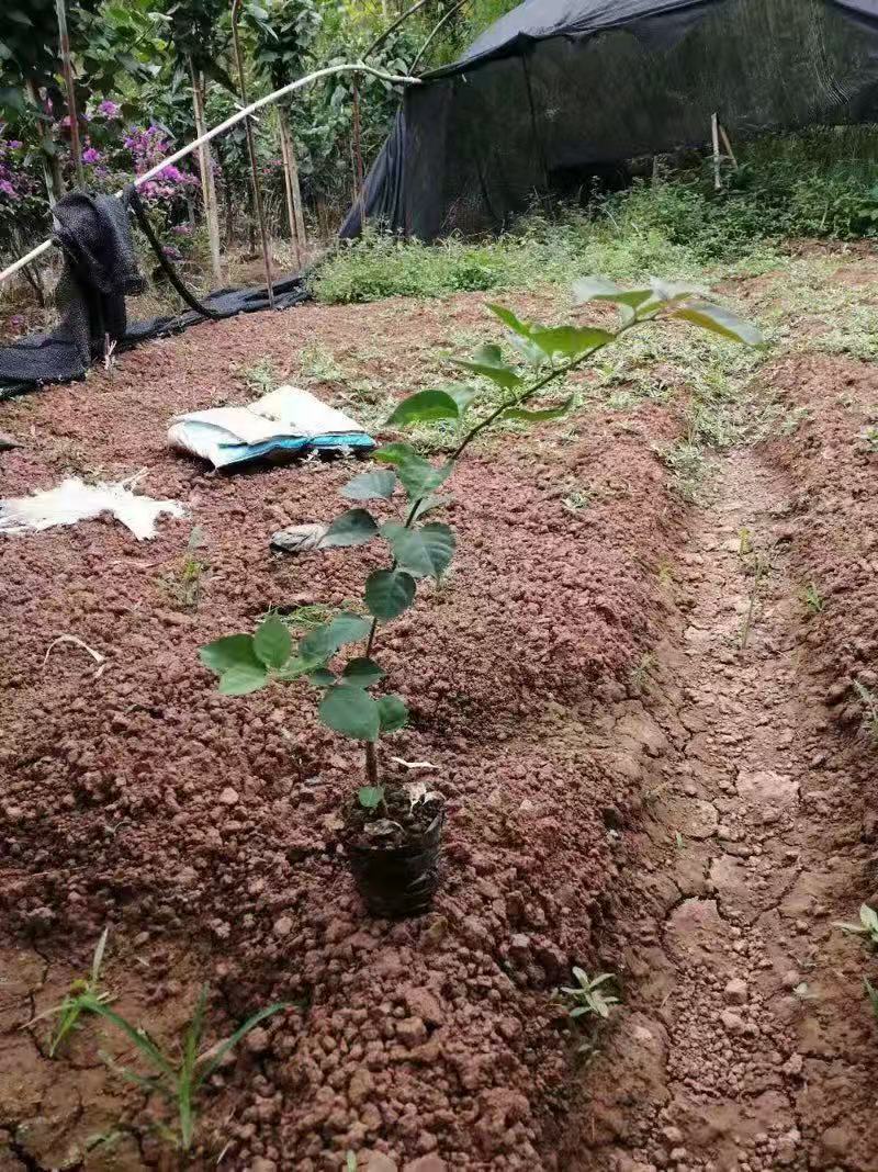 三角梅小苗