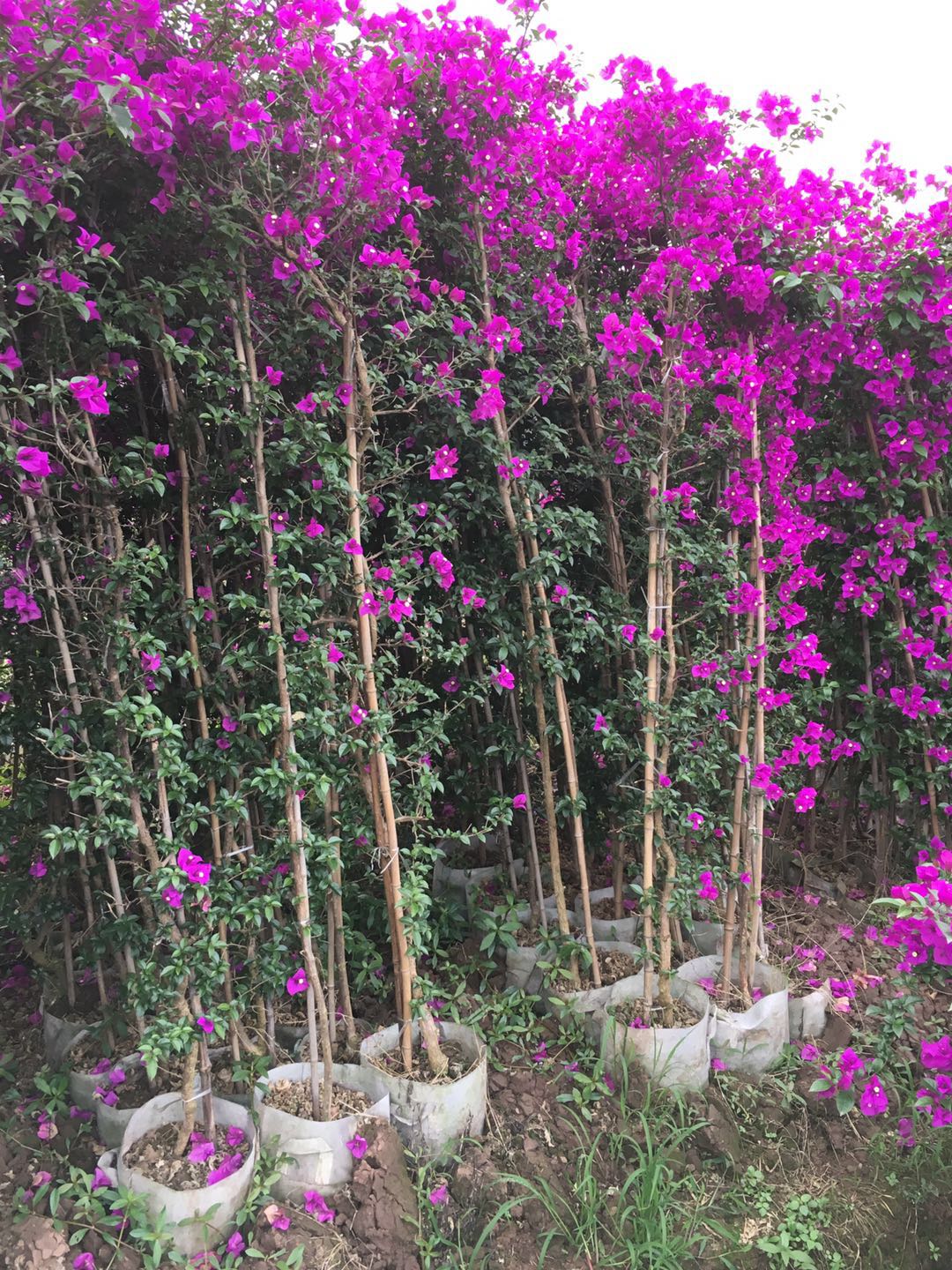 紫色花柱