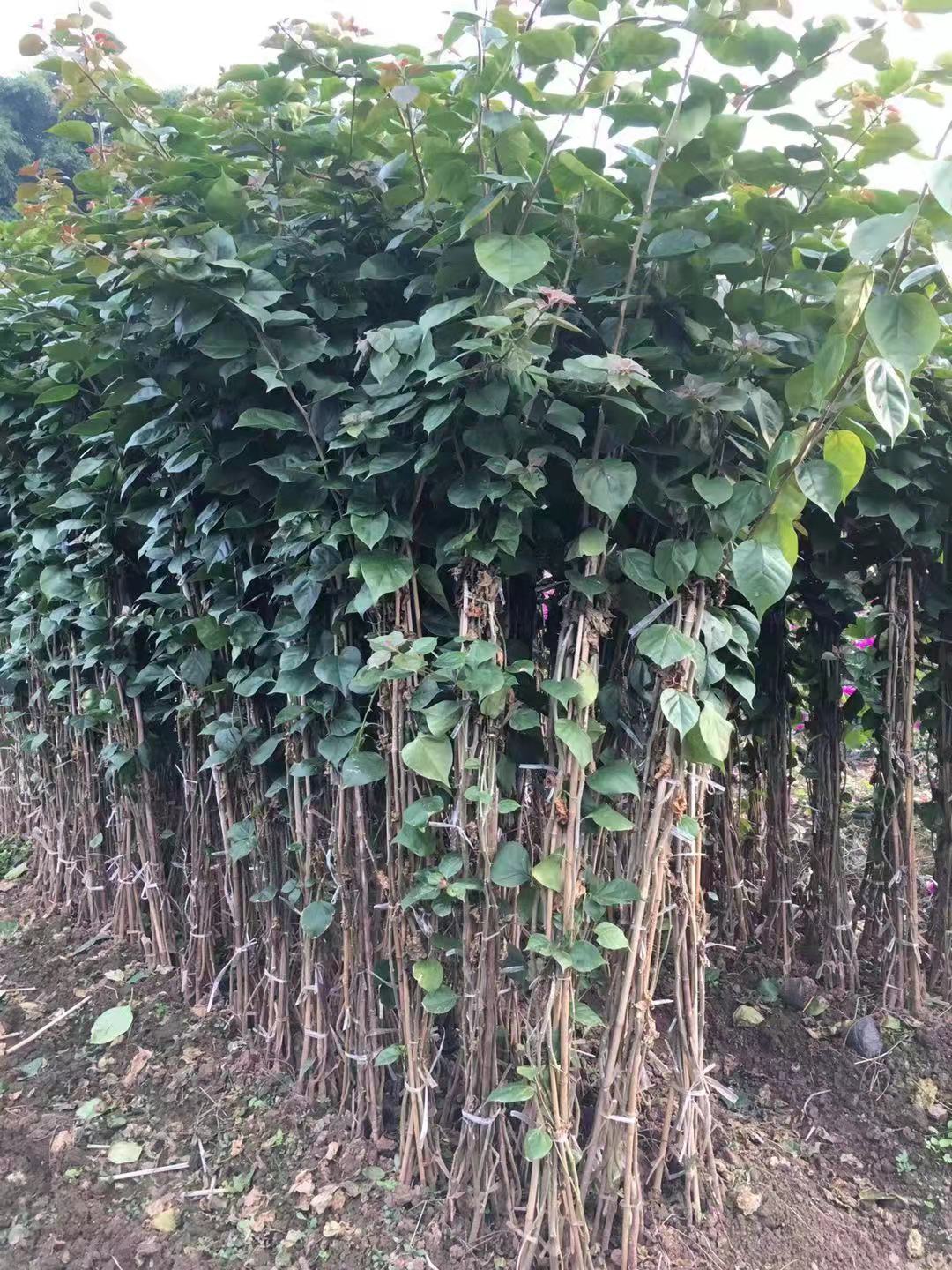 宜宾优植三角梅