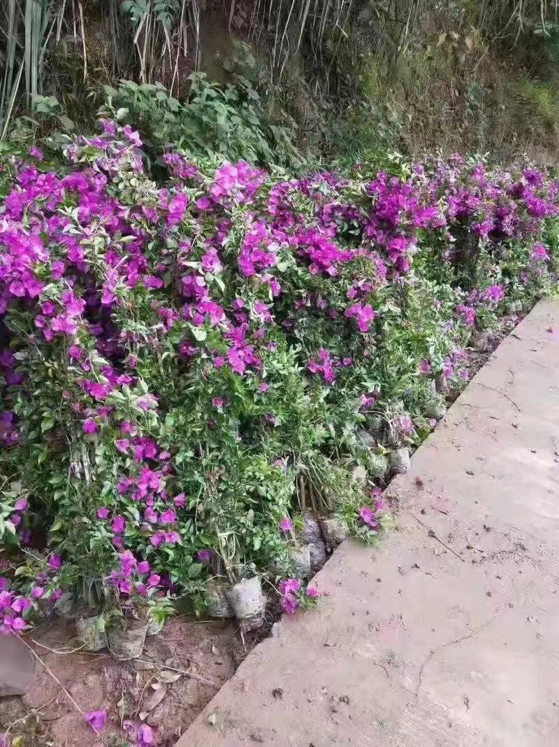 紫色藤条三角梅 - 宜宾优植三角梅